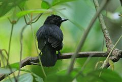 Black Antshrike